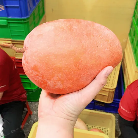 Pink Elephant Mango