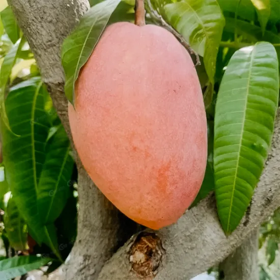 Pink Elephant Mango