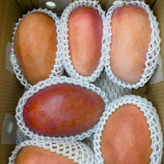 Pink Elephant Mango