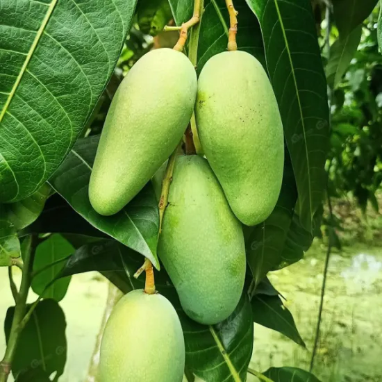 Green Elephant Mango