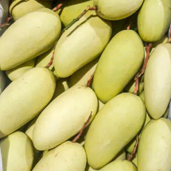 Yellow Elephant Mango