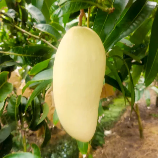 Yellow Elephant Mango