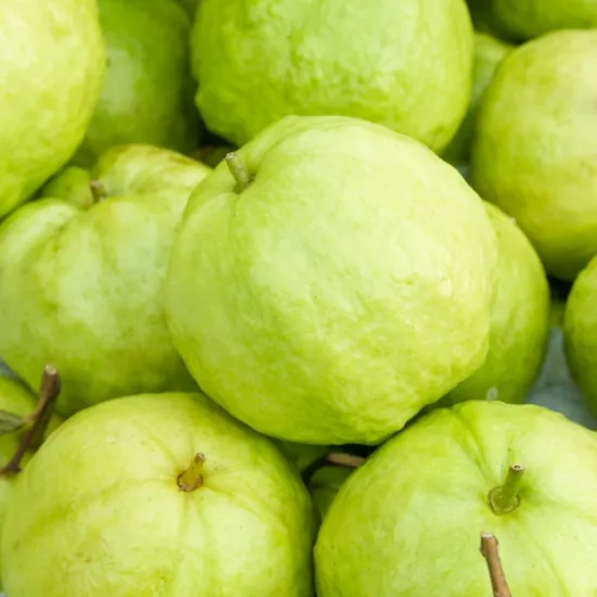 Queen Guava