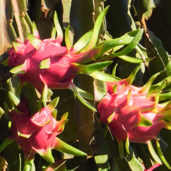 White Dragon Fruit