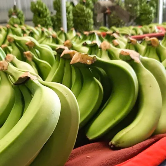 Cavendish Banana
