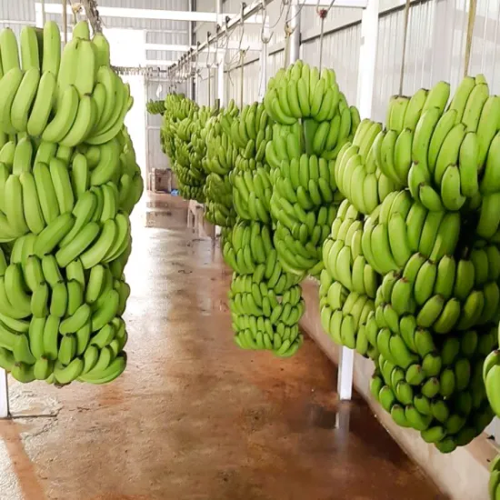 Cavendish Banana