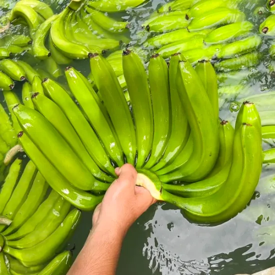 Cavendish Banana