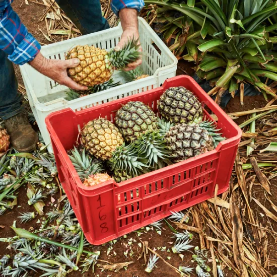 MD2 Pineapple