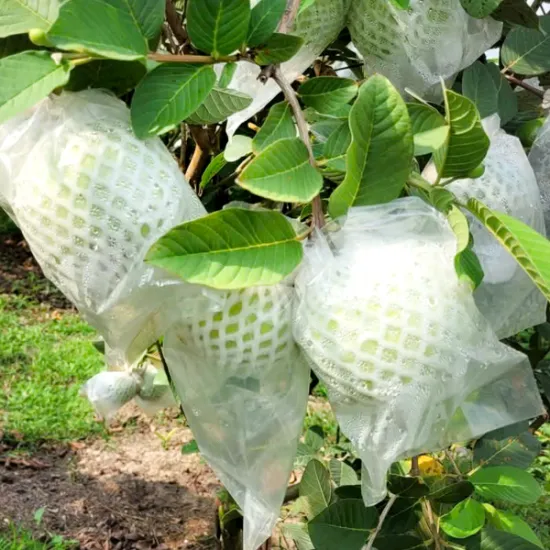 Green Taiwan Guava