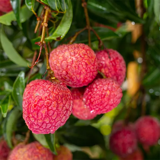 Frozen Thanh Ha Lychee