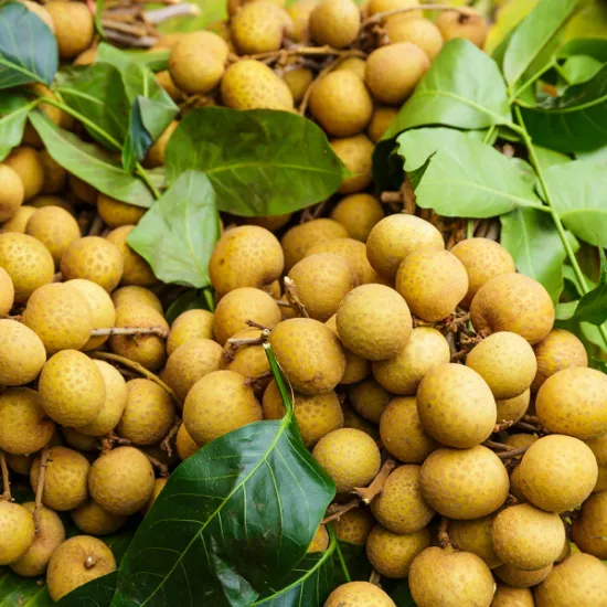 Longan Ido