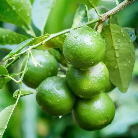Seedless Lime