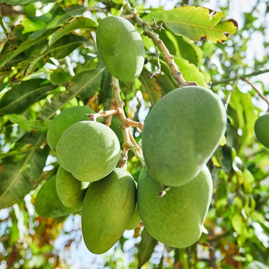 Green Keo Mango