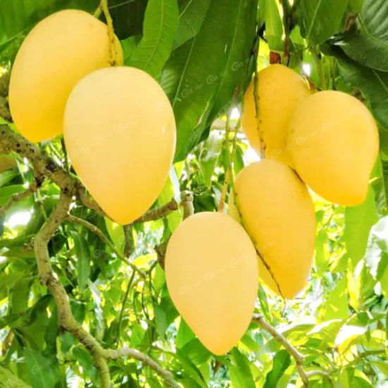 Yellow Cat Chu Mango