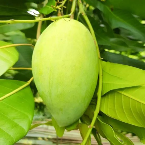 Hoa Loc Mango