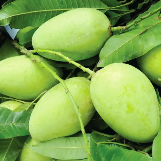 Green Cat Chu Mango